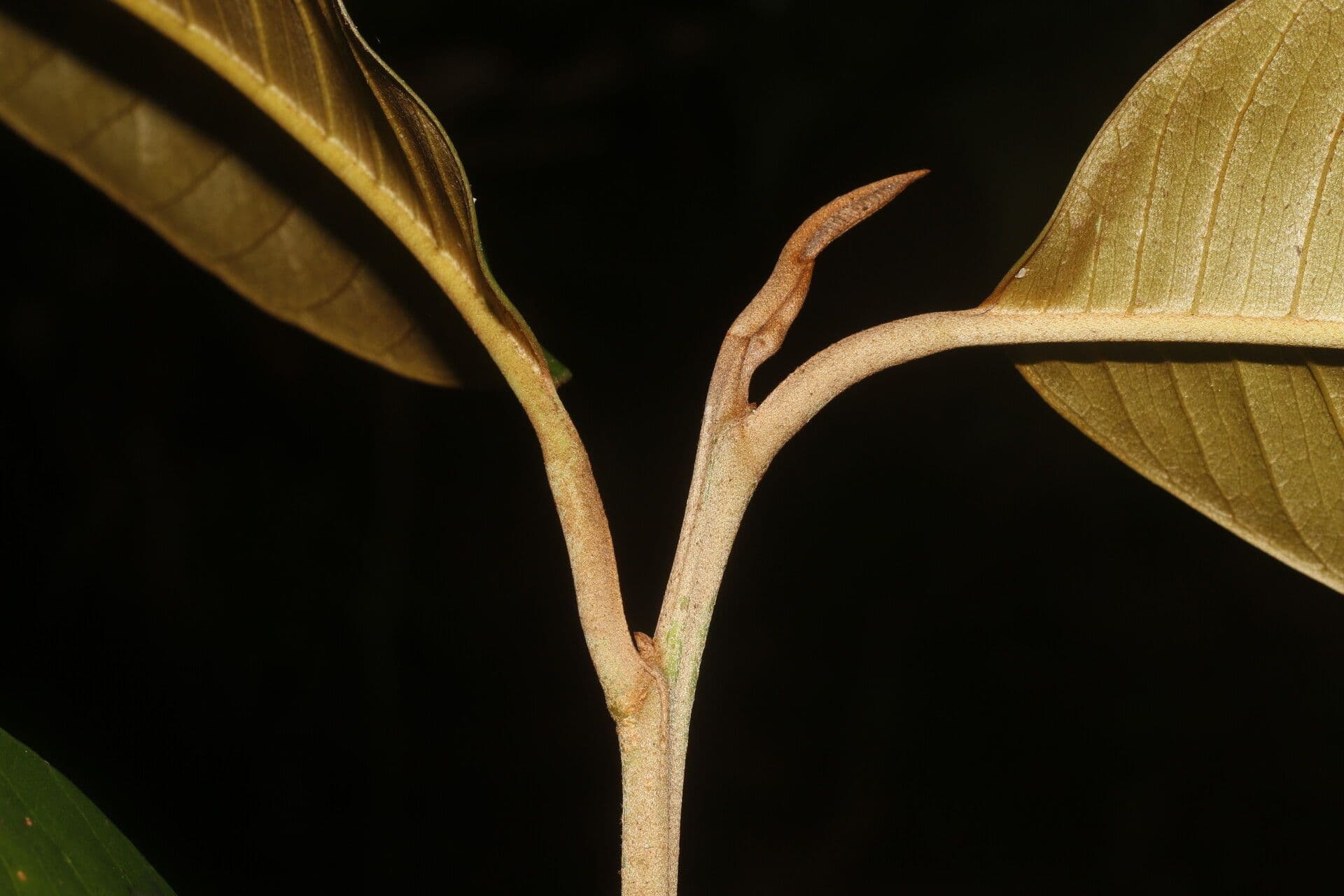 Micropholis 10