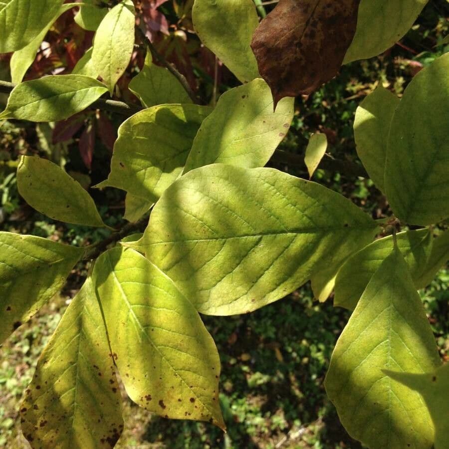 Magnolier 16