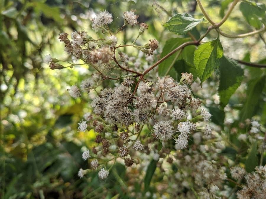 Ageratina aromatica