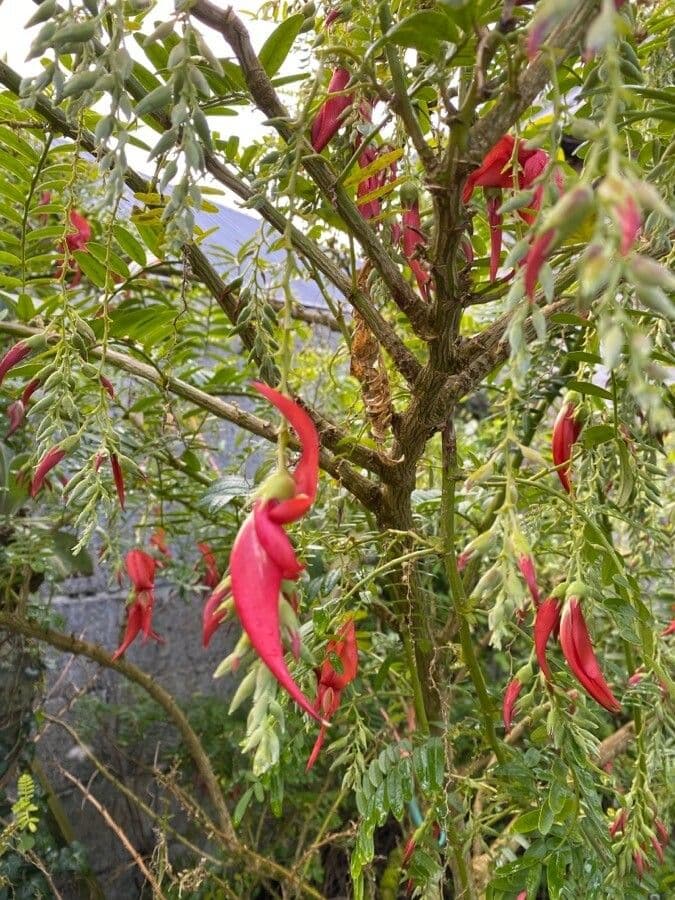 Clianthus 5