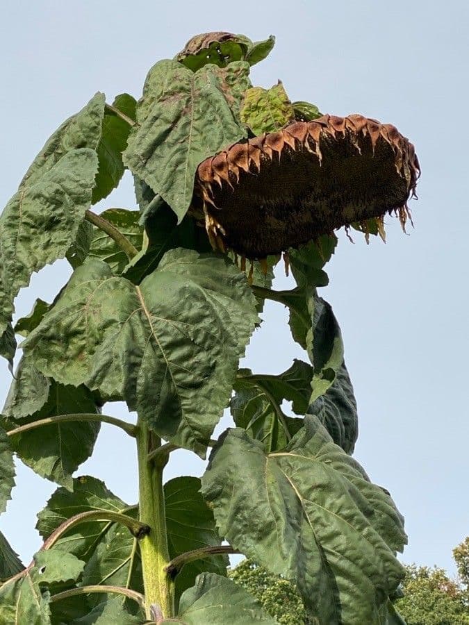 Tournesol géant 5