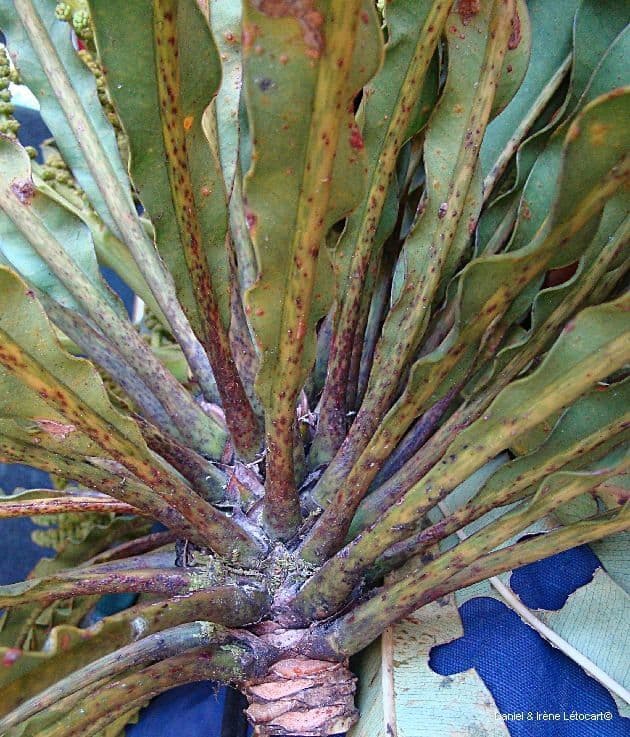 Meryta 4