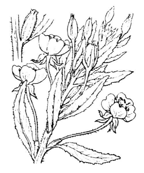 Enagra parviflora 25