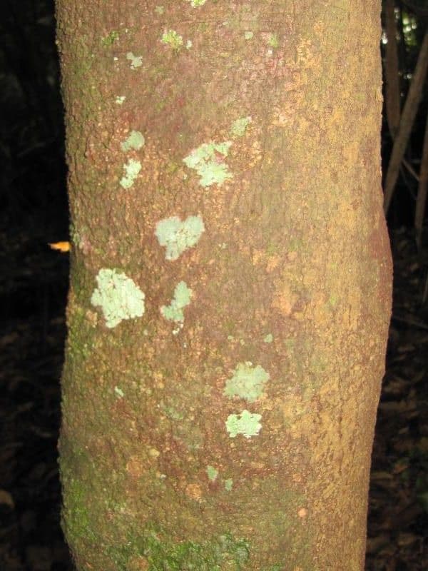 Jupunba 4