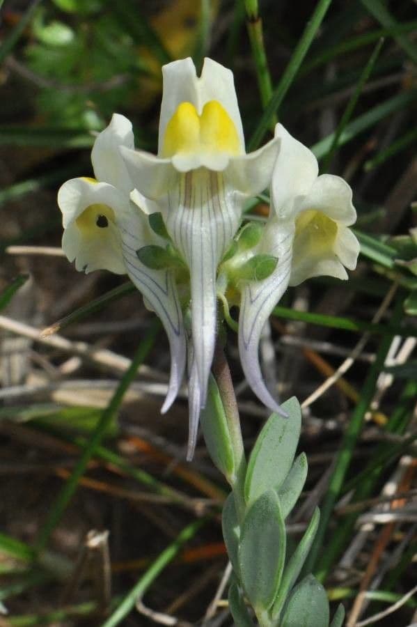 Linaria supina 10