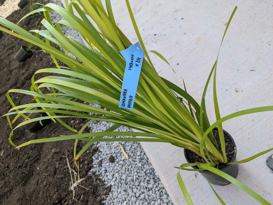 Lomandra spinosa 8