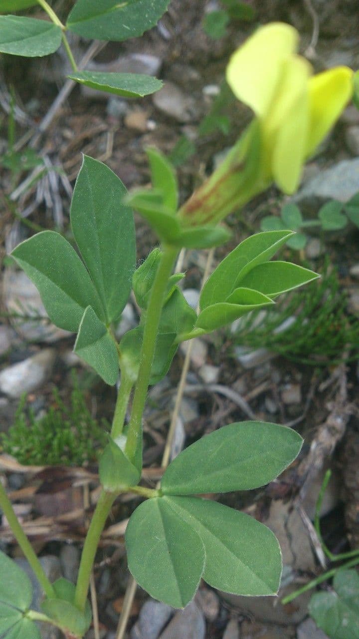 Spargelklee 20