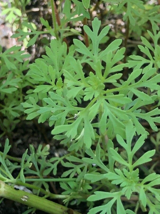Leucospora multifida 10