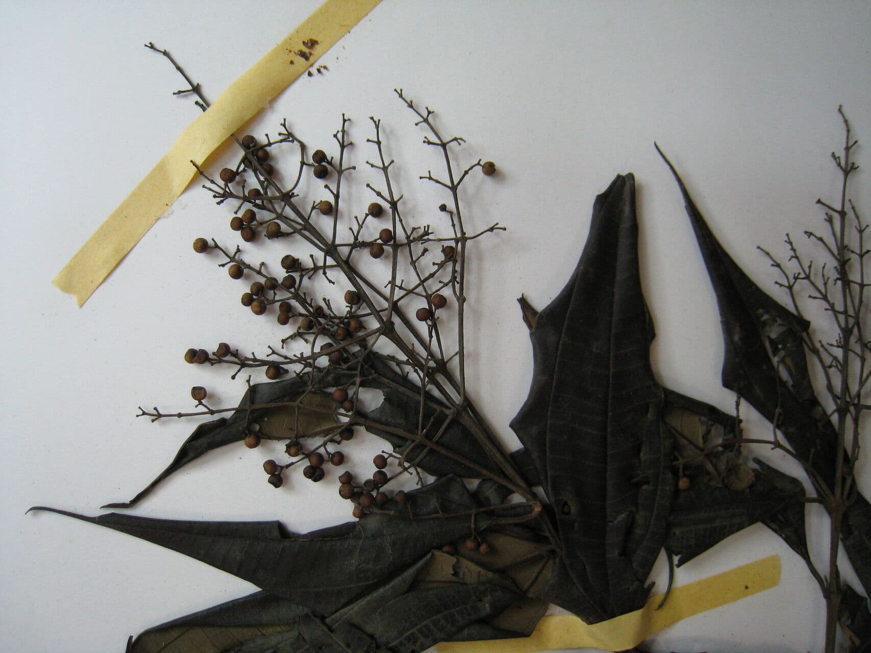 Miconia 9