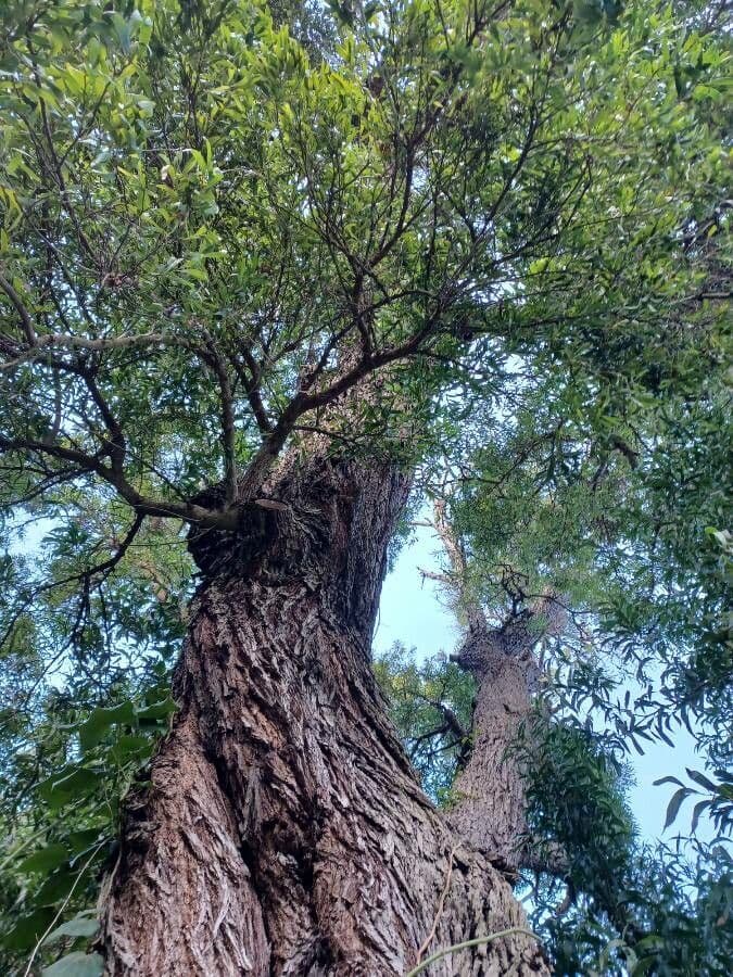 Acacia nera 10