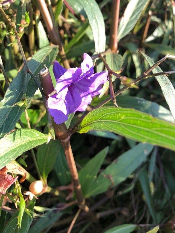 Ruellia geminiflora 7