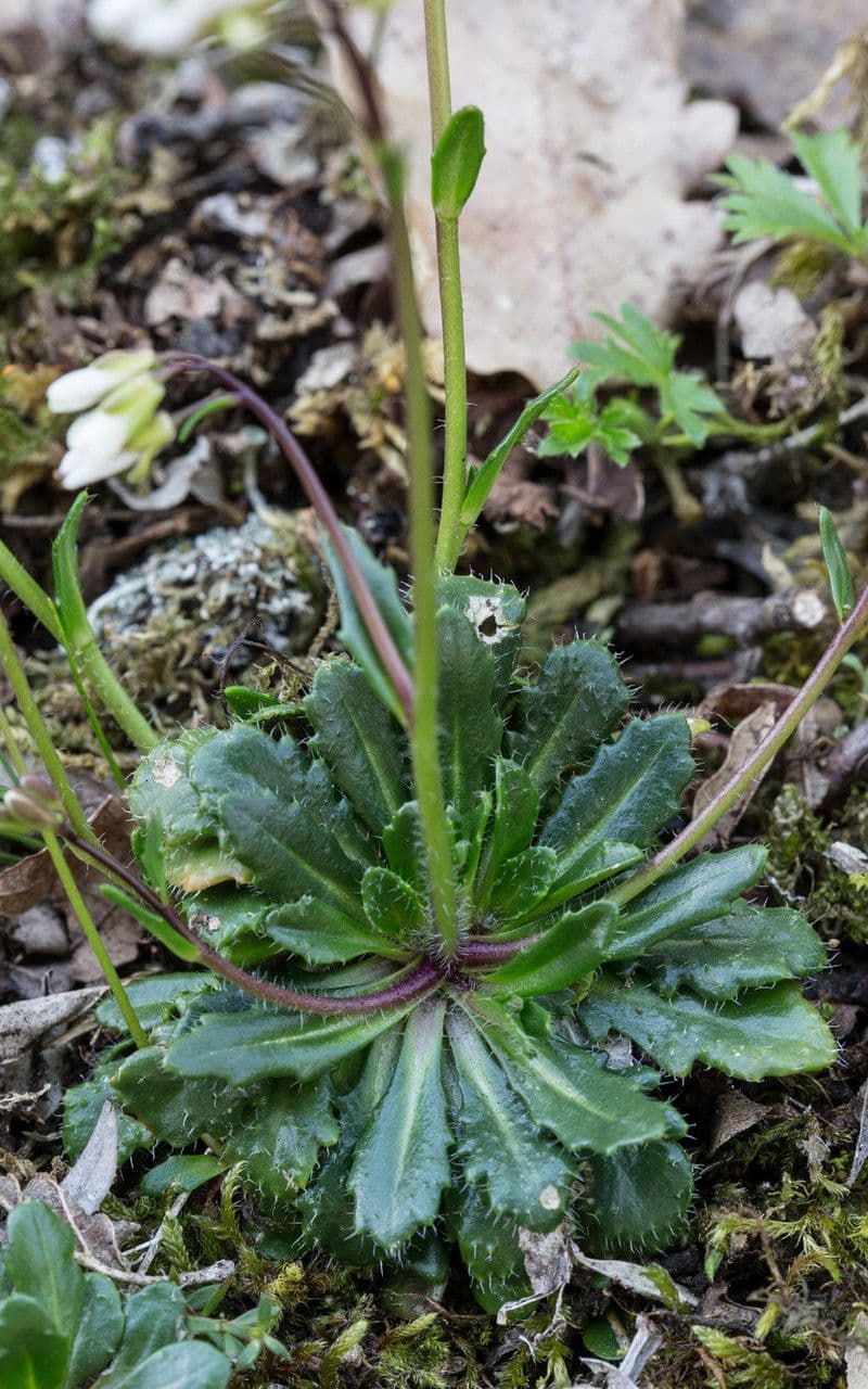 Arabis scabra 15