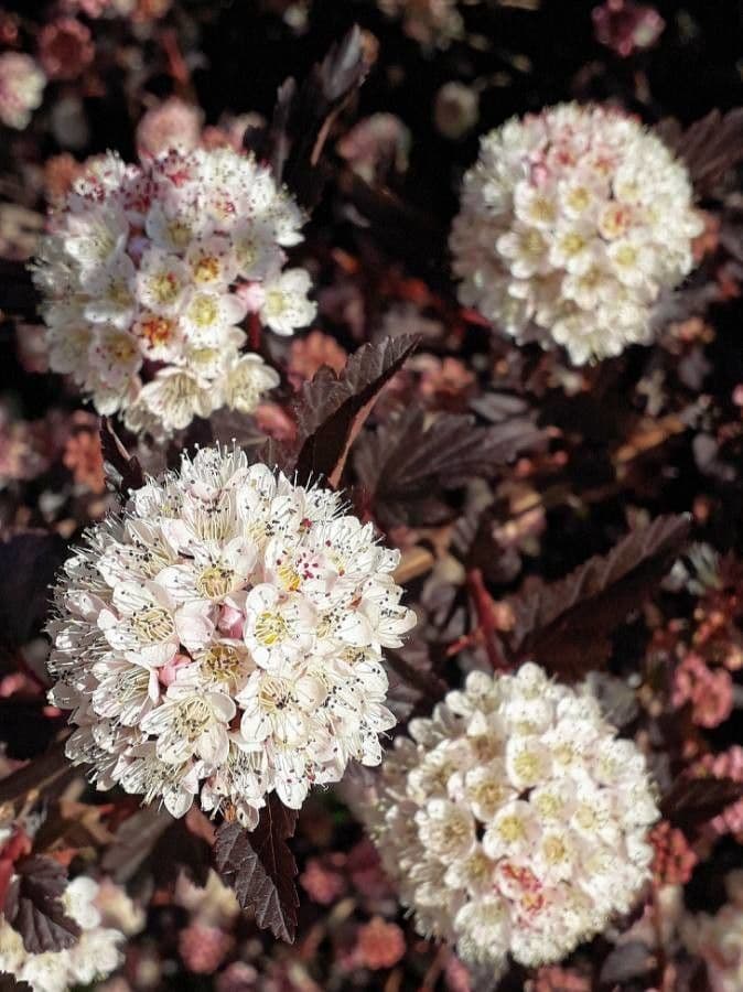 Physocarpus capitatus 9