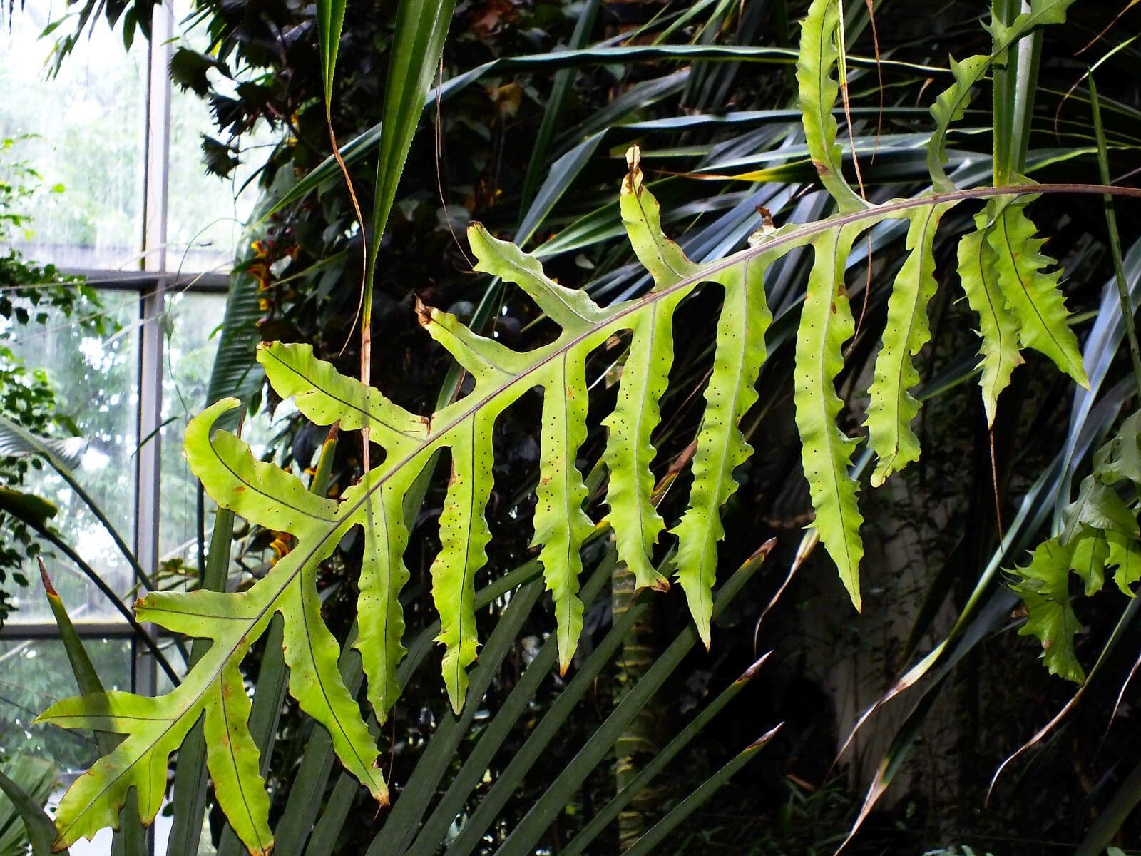 Phlebodium 5