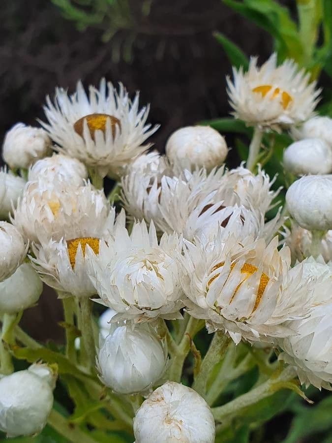 Elicriso