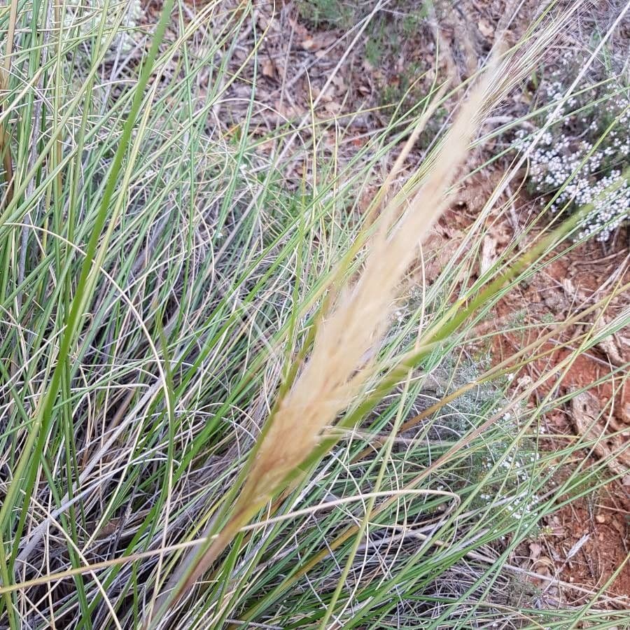 Esparto 2