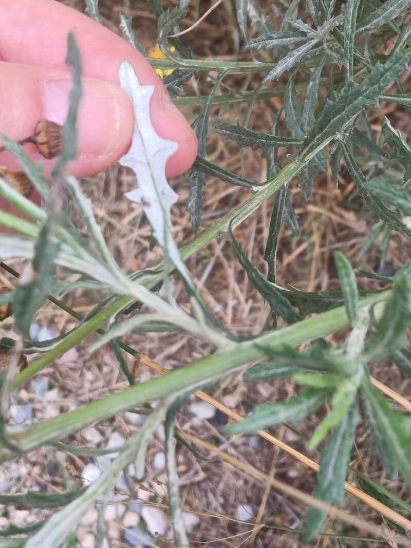 Senecio pterophorus 20