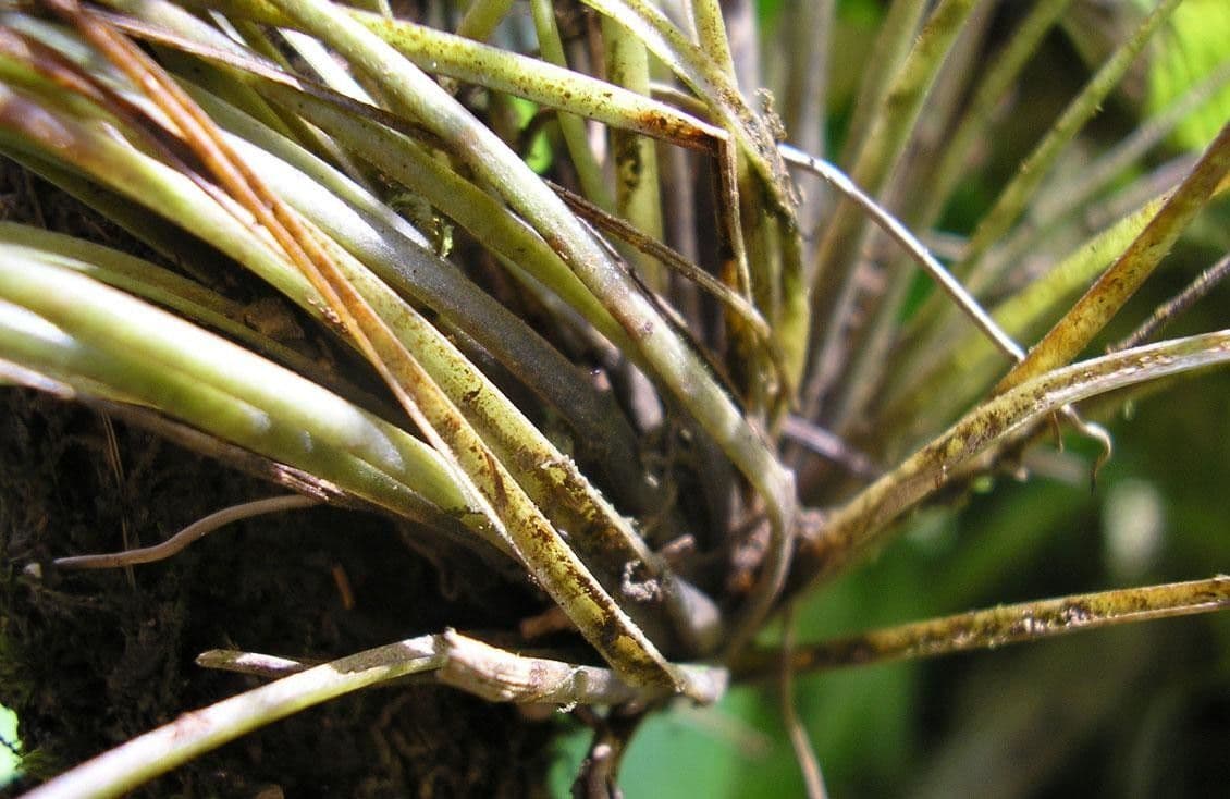 Tlustice festucoides