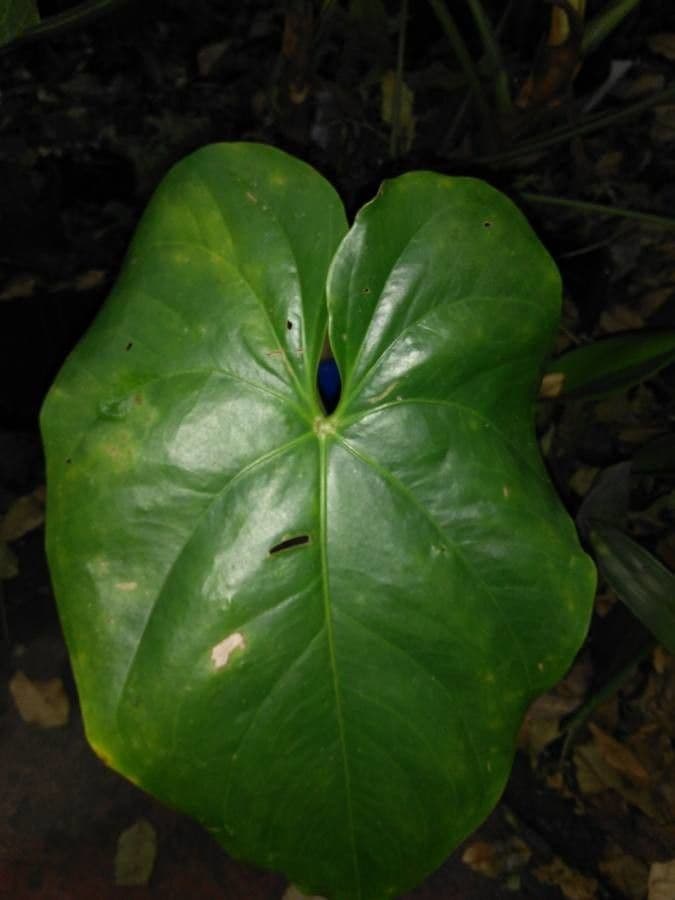Anthurium 11