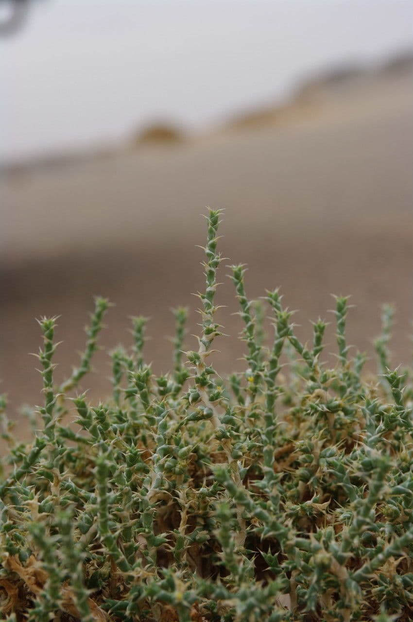 Cornulaca 7
