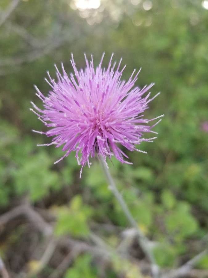 Texas-Distel 4