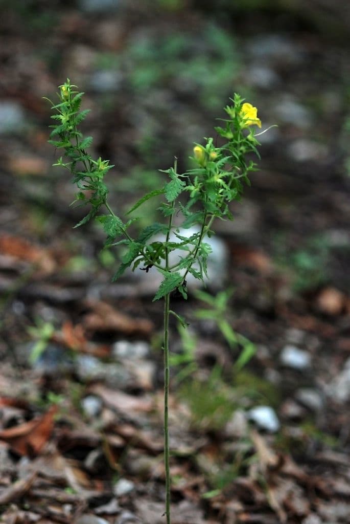 Aureolaria pectinata 10