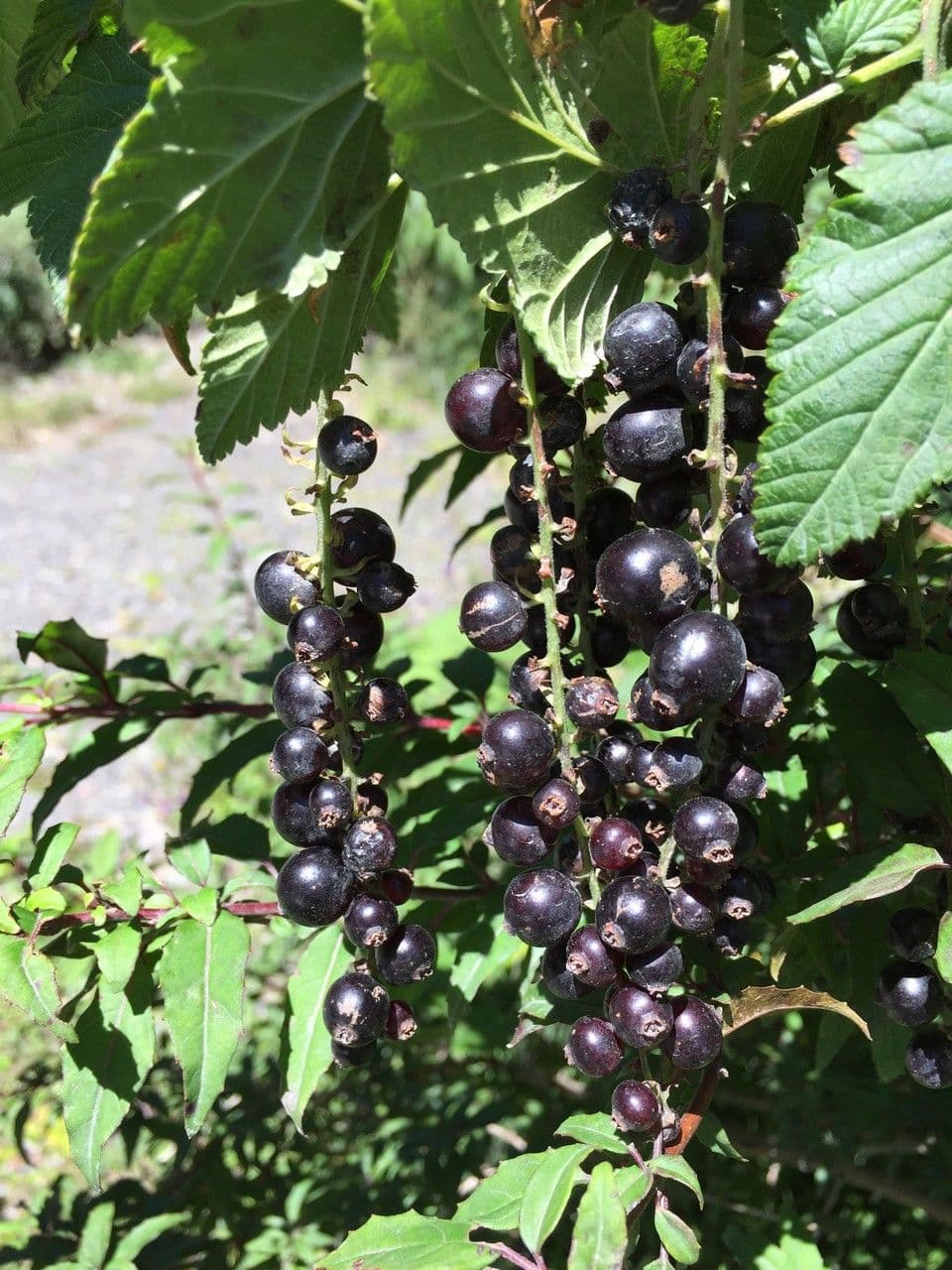 Ribes 5