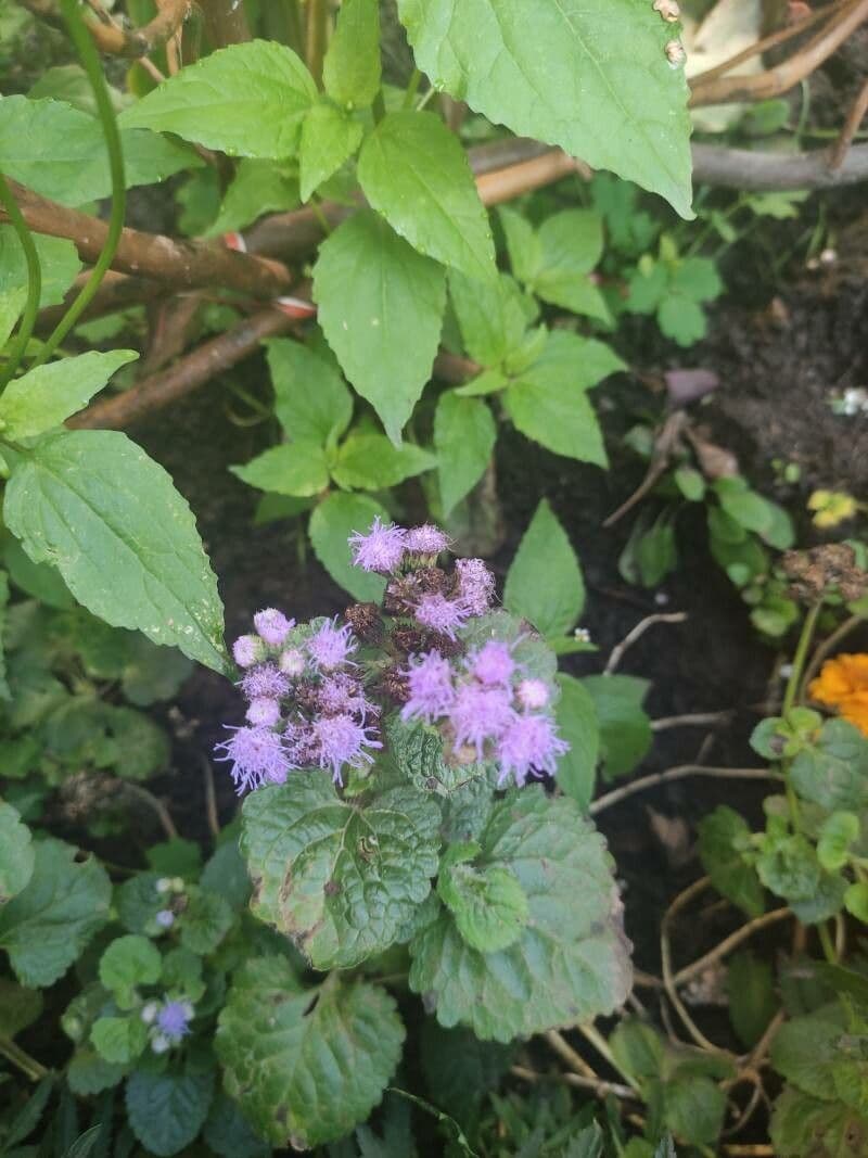 Eupatorio azul 2