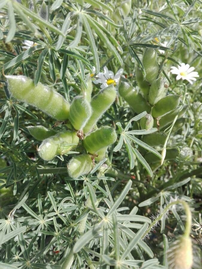 Schmalblättrige Lupine 4
