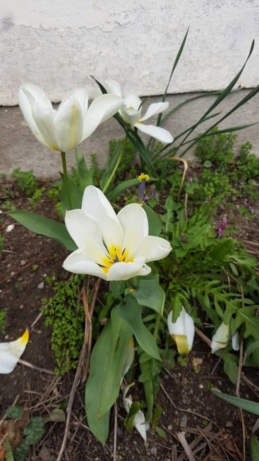 Clusius-Tulpe 3