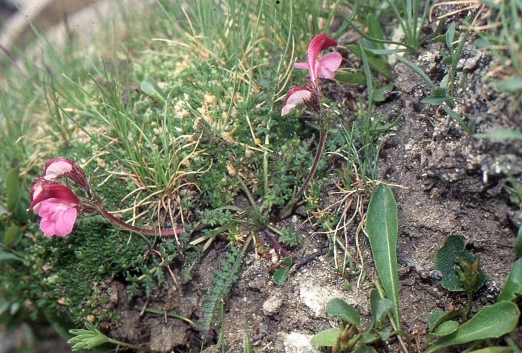 Pedicularis kerneri 9