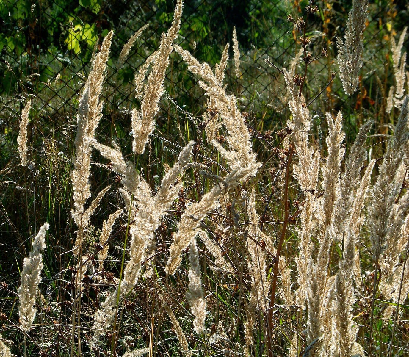 Třtina křovištní 3