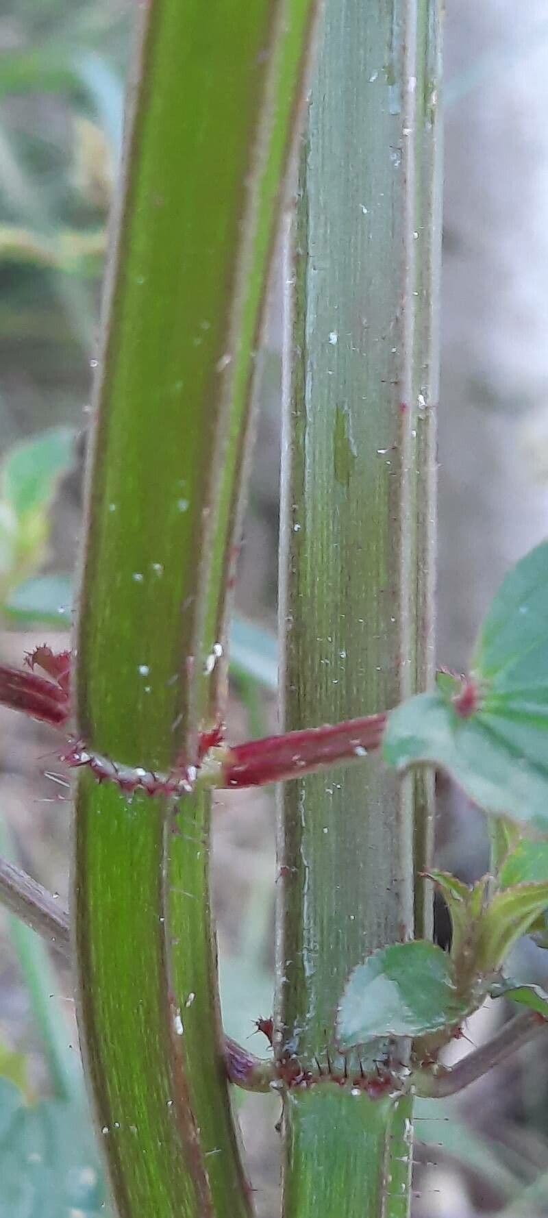 Arthrostemma 10