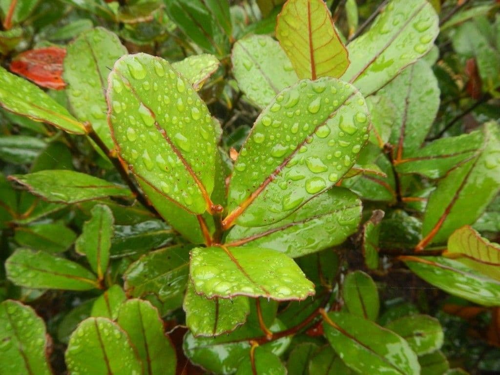 Nothofagus 7