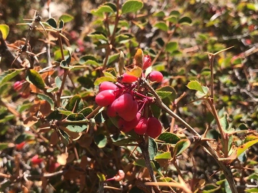 Berberys
