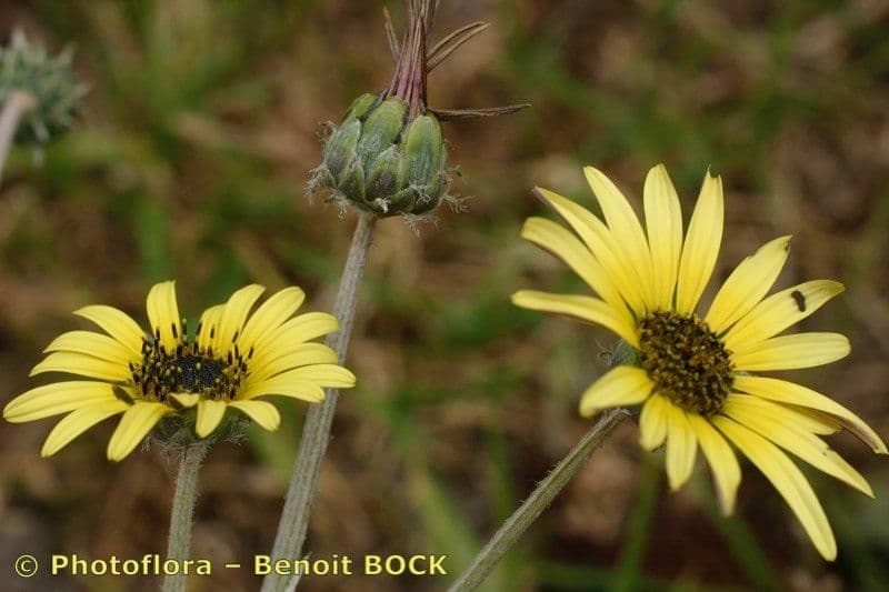 Kapringelblume 25