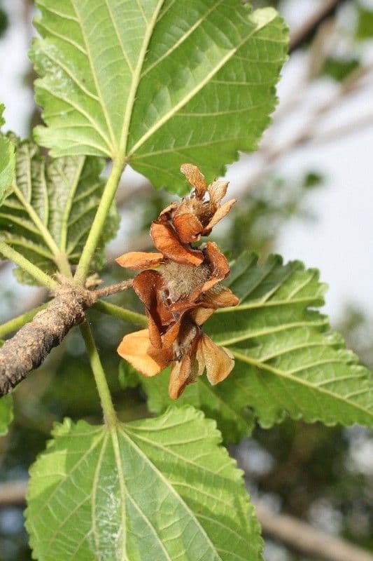 Dombeya 3