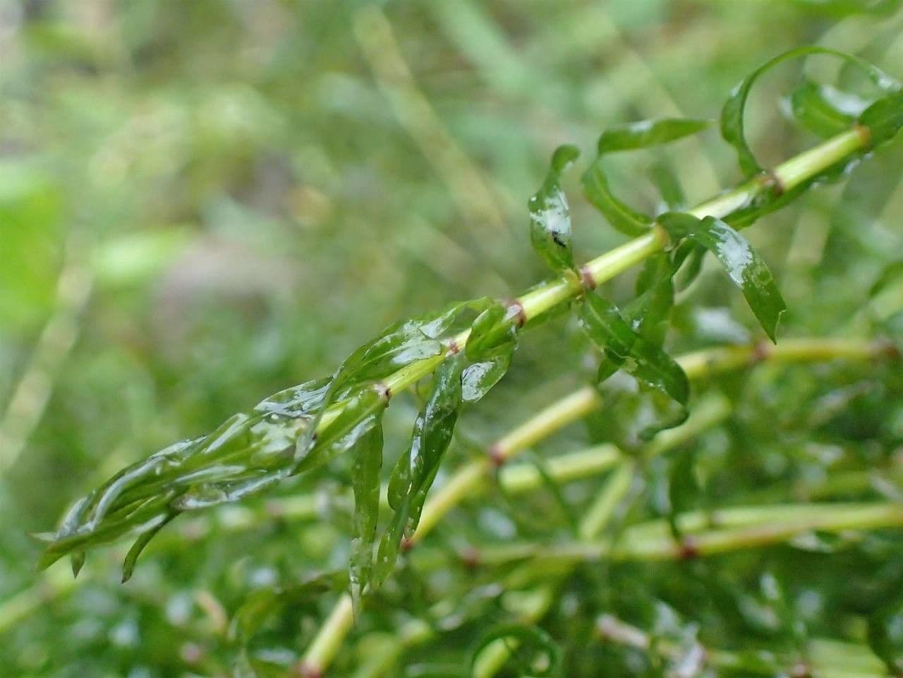 Schmalblättrige Wasserpest 5