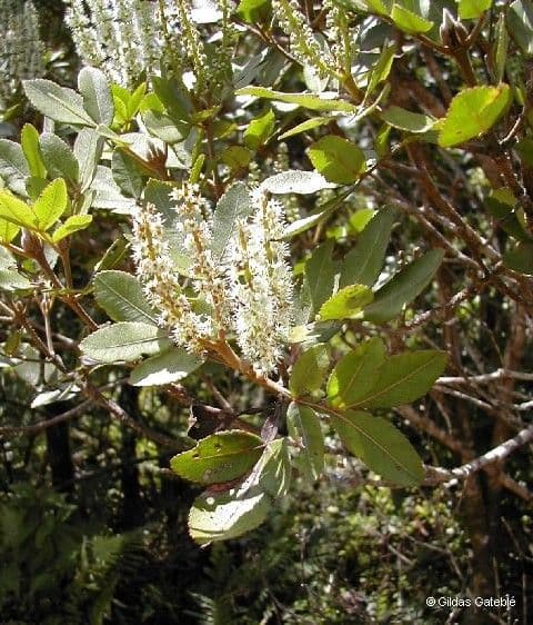 Cunonia 5