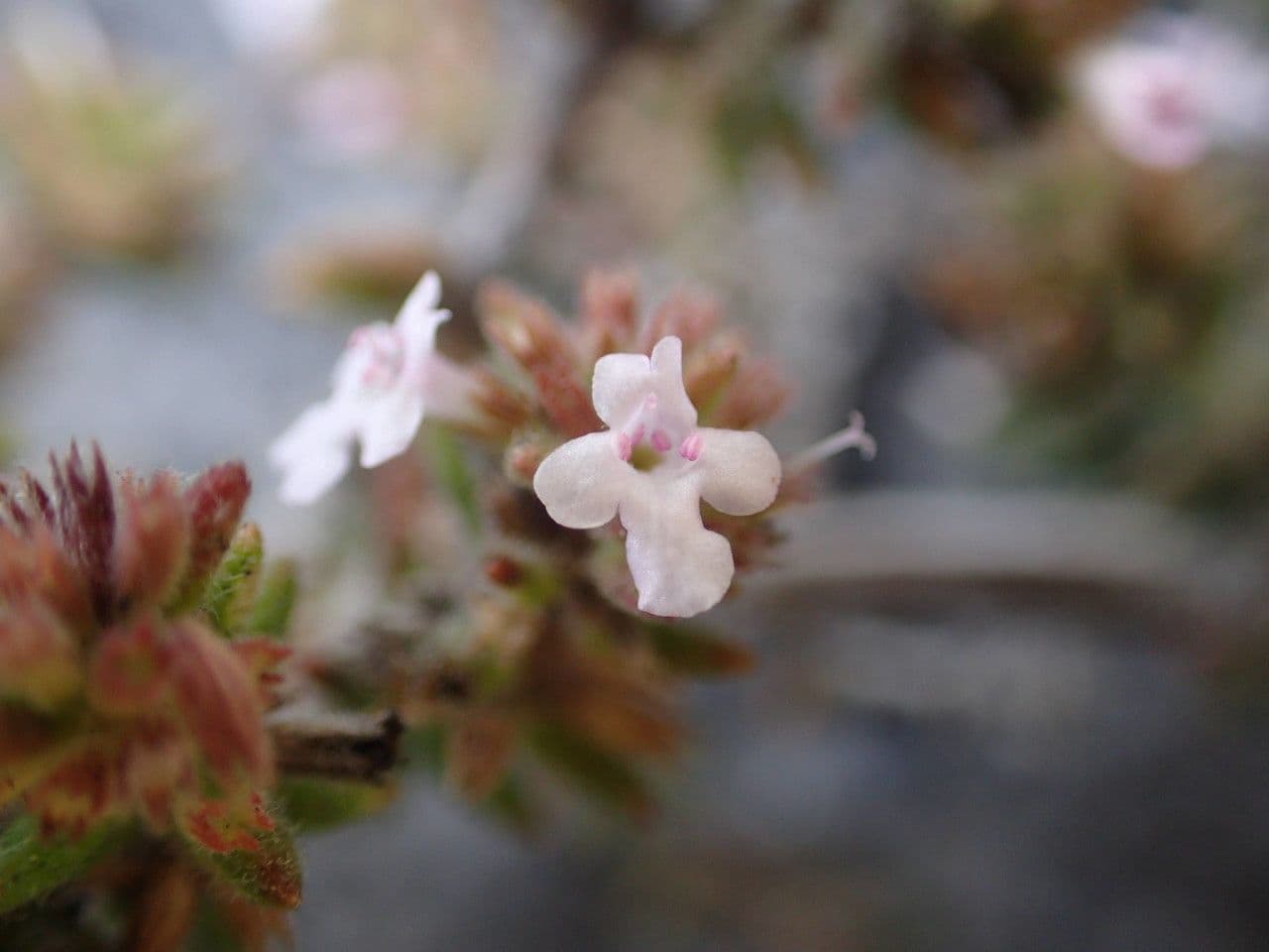 Micromeria 4