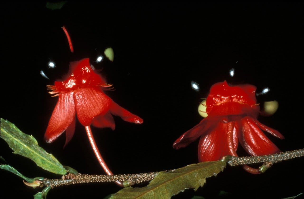 Ochna violacea