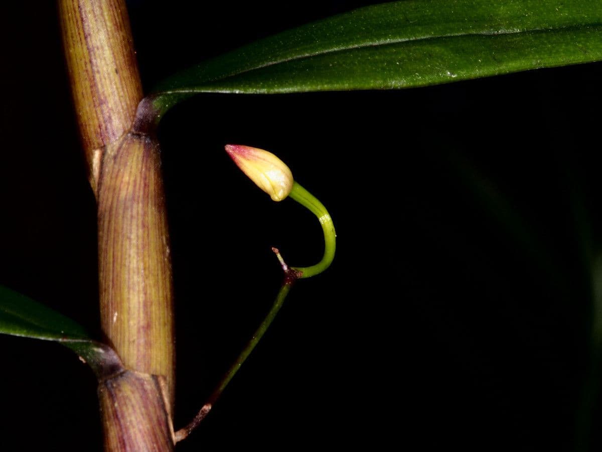 Dendrobium 4