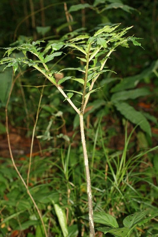 Dracontium 3