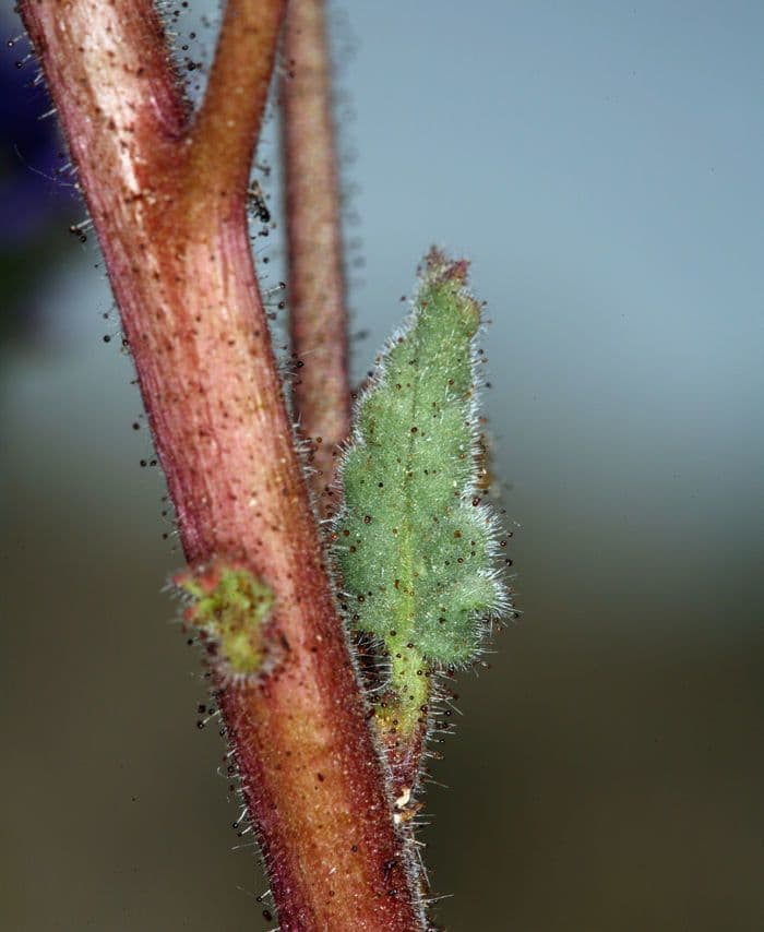 Facelia crenulata 13