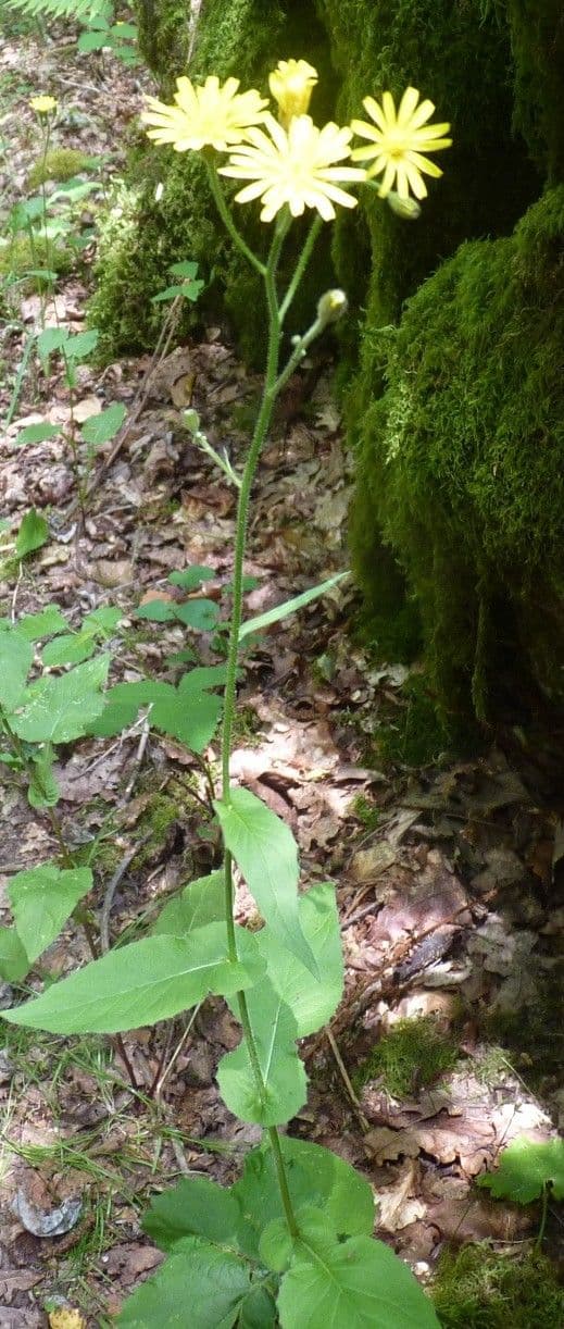Radicchiella 13