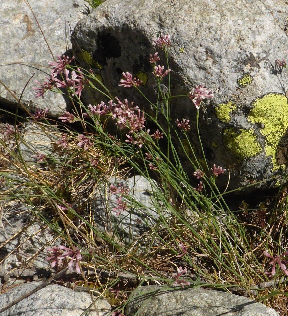 Asperula aristata 12