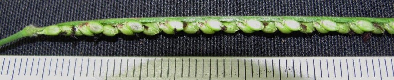 Kronengras 3