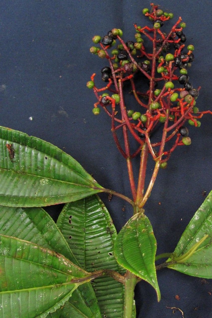 Miconia nutans 5