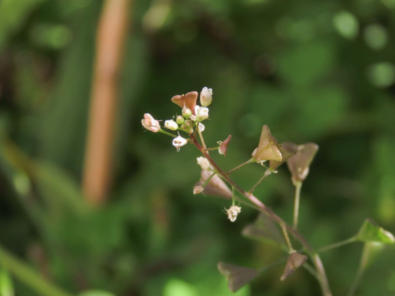 Capsella rubella 3