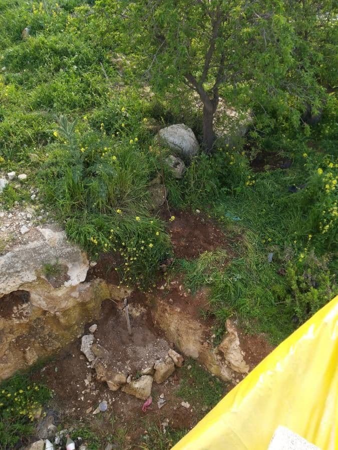 Senape ruca 17